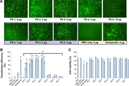 Figure 3 Delivery efficiency and toxicity of PMOE50/PE complexes in a C2C12E50 cell line determined by fluorescence microscopy and fluorescence-activated cell sorting analysis.Notes: (A) Representative fluorescence images of PMO-induced exon-skipping in the C2C12E50 cell line. The images were taken 48 hours after treatment. Original magnification, 100×. (B) Transfection efficiency of PMO formulated with PEs (one-way analysis of variance test, #P≤0.05 indicates a significant difference between PE groups; Student’s t-test, *P≤0.05 compared with PMO only). (C) Cell viability (one-way analysis of variance test, P=0.585, no significant difference between PE groups was found; Student’s t-test, *P≤0.05 compared with untreated cells). In this test, 5 µg of PMOE50 were formulated with PEs (1, 2, 5 µg), and PEI 25,000 (2 µg), and Endoporter (5 µg) was formulated as the control in 0.5 mL of 10% fetal bovine serum-Dulbecco’s Modified Eagle’s Medium, respectively. The results are presented as the mean ± standard deviation, in triplicate.Abbreviations: PEs, polyelectrolytes; PEI, polyethylenimine; PMO, phosphorodiamidate morpholino oligomer.