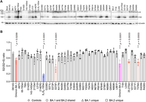 Figure 3. Spike determinants for the reduced spike cleavage of Omicron BA.1 and BA.2. (A) 293T cells were transfected with the indicated spike plasmids. Cell lysates were harvested at 24 h post-transfection for detection of SARS-CoV-2 spike cleavage using an anti-spike S2 antibody. Representative images of spike were shown with β-actin added as a sample processing control. Spike and β-actin were run on different gels and detected on different membranes. The experiment was repeated four times independently with similar results. (B) The cleavage ratio of different spikes from four times independent experiments was quantified by ImageJ. Data represent mean ± SD from the indicated number of biological repeats. Statistical significance was determined with one way-ANOVA. Data were obtained from four independent experiments. Each data point represents one biological repeat. * represented p < 0.05, ** represented p < 0.01, *** represented p < 0.001, and **** represented p < 0.0001. ns, not statistically significant.