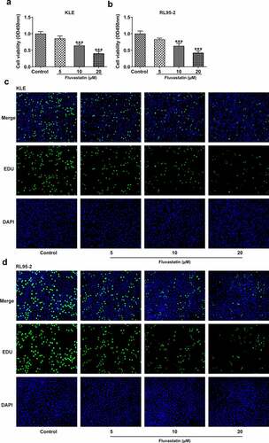 Figure 1. Fluvastatin suppresses the proliferation of EC cells. (a-b) The cell viability of EC cells exposed to fluvastatin. (c-d) The proliferation of EC cells exposed to fluvastatin. *** P < 0.001 versus control