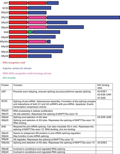 Figure 3 List of SR proteins involved in splicing and their domain structure.