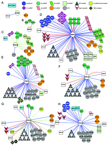 Figure 3. Cytoscape (http://www.cytoscape.org) representation of the interactome of S. cerevisiae splicing helicases. Splicing interactomes of (A) Sub2; (B) Prp5; (C) Prp28; (D) Brr2; (E) Prp2; (F) Prp16; (G) Prp22; (H) Prp43. The list of interactors was obtained from biogrid (http://thebiogrid.org). Only splicing factors are shown, grouped as in ref. Citation1. Colored shapes indicate sub-complex associations of splicing factors. Connectors are colored according to the experimental system used: blue lines represent affinity-capture followed by identification of the prey by mass spectrometry or western blotting, dashed purple lines represent co-fractionation or co-purification experiments, dashed green lines represent genetic interactions and sinusoidal red lines represent yeast two-hybrid interactions.