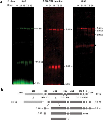 Figure 4. Accumulation of LSU rRNA precursors in TbRRP44 knockdown cells as revealed by Northern blot analysis. (a) Total RNA was extracted at 0, 24, 48, 72 and 96 hours after induction of RNAi for TbRRP44 depletion and analyzed by Northern hybridization with fluorescently labelled oligonucleotides complimentary to the regions of the T. brucei pre-rRNA corresponding to the 5.8S rRNA (left panel), to the 5.8S rRNA-ITS2 junction (central panel) and to the ITS3 (right panel). The positions of the precursors as wells as of the 5.8S rRNA are indicated on the right-hand side of each panel. (b) Schematic organization of the 9.2 kb precursor of T. brucei ribosomal RNA with the intermediates identified by Northern blotting. Dashed box,18S/SSU rRNA; grey boxes LSU rRNA segments; ETS, external transcribed spacers; ITS internal transcribed spacers; SR, small RNA; * indicates an additional band that might correspond to LSU1 due to the relatively low stringency of the hybridization conditions as probe ITS3 contains 11 nucleotides complementary to the region of LSU1. The three probes reveal accumulation of the 5.8 kb precursor comprising the regions of the seven rRNA segments that form the mature large subunit. In addition, the probes 5.8S rRNA and 5.8S rRNA-ITS2 junction reveal accumulation of the 0.61 kb segment, which corresponds to the 7S pre-rRNA comprising the 5.8S with part of ITS2. The probe that hybridizes in ITS3 reveals also accumulation of the 5.0 kb and 3.9 kb precursors of the large subunit rRNAs.