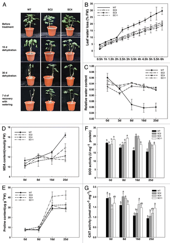 Figure 3. Transgenic cassava shows enhanced resistance to drought stress. (A) Two-mo-old cassava subjected to drought treatment for 30 d showing phenotypic changes; (B) comparison of rates of transpirational water loss from detached leaves of WT and transgenic cassava. Water loss is expressed as a proportion of the initial FW; leaf RWC (C), MDA content (D), proline (E), SOD activity (F) and CAT activity (G) in WT and transgenic cassava under normal and drought conditions. Values represent the means of three independent experiments ± SD. Values labeled with different letters a, b, c are significantly different by Duncan’s multiple comparison tests at p < 0.05.