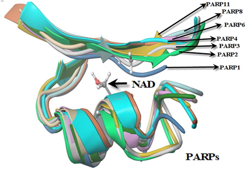 Figure 11. Folding analysis of PARPs (1, 2, 3, 4, 6, 11) binding NAD.