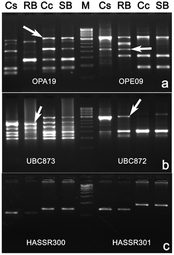 Figure 4. Bulked segregant analysis of F2 lines using random amplified polymorphic DNA primers – OPA19 and OPE09 (a), ISSR primers – UBC873 and UBC872 (b) and SSR primers HASSR 300 and HASSR 301 (c). Lanes: Cs = resistant parent (Cajanus scarabaeoides, acc. ICPW-94), RB = resistant bulk, Cc = susceptible parent (Cajanus cajan cv. ICP-26), SB, susceptible bulk; M, 250 bp (a,b) and 100 bp (c) step up ladder, respectively.