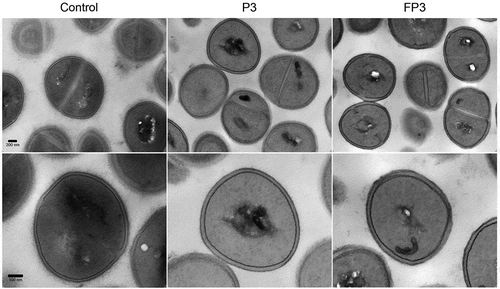 Figure 5. Transmission electron micrographs of farnesol-sensitized cells demonstrating no adverse effects on cell morphology. Farnesol-sensitized cells (FP3) were processed for TEM analysis in order to determine if farnesol-sensitization compromises cell integrity. Images revealed no noticeable abnormalities in the cell wall structure and overall cell morphology in sensitized cells (FP3) when compared to their passaged control cells (P3) and cells from 18-hr culture (control).