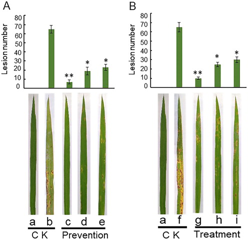 Figure 9. Biocontrol efficiency of Rdx5 against M. oryzae on rice evaluated based on the number of lesions on leaves. Upper panel: Preventive effect (A) and therapeutic effect (B). Mean values from three experiments on fifty rice plants. The rice plants were incubated 5 to 7 days. Lower panel: Representative images. Control group, without any treatment (a). CK, sterile water was inoculated to the leaves. *p < 0.05level, **p < 0.01. Preventive effect: Sterile water was inoculated to the leaves and then spore suspension of M. oryzae (b), 100 mg/mL of carbendazim (c), bacterial suspension of Rdx5 (d) or sterilized culture filtrate of Rdx5 (e) were applied to slightly punctured sites of leaves and then spore suspension of M. oryzae was inoculated. Therapeutic effect: Spore suspension of M. oryzae was inoculated to the leaves and then sterile water (f), 100 mg/mL of carbendazim (g), bacterial suspension of Rdx5 (h) or sterilized culture filtrate of Rdx5 (i) were applied to the same site.