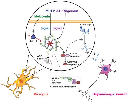 Figure 6 The underlying mechanism of the anti-inflammatory effect of melatonin in Parkinson’s disease. The NLRP3 inflammasome is assembled and activated in microglia when MPTP acts as the priming signal (signal 1), and ATP or nigericin acts as the activation signal (signal 2). Once the NLRP3 inflammasome is activated, it cleaves pro-IL-1β into mature IL-1β and promotes the release of ASC specks. However, melatonin can negatively regulate NLRP3 inflammasome activation via the SIRT1-dependent pathway and protect dopaminergic neurons in Parkinson’s disease.