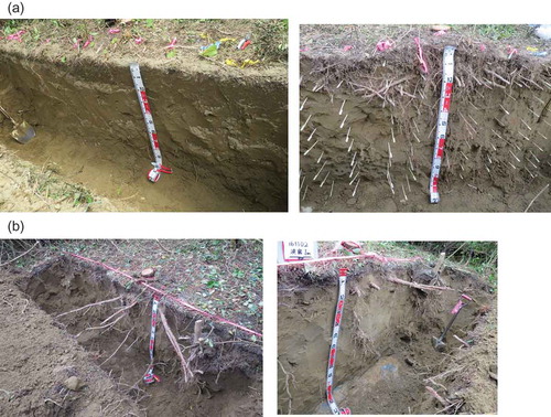 Figure 5. Soil profiles in newly constructed growth bases formed by piling up soil materials at both sites. (a) US site (for ID No. 1), (b) HM site (for ID No. 2).