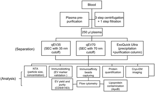 Figure 1 Flow chart of the whole workflow of EV separation and analysis.