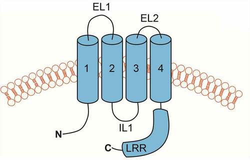 Figure 3. Cartoon depiction of LRRC8 subunit membrane topology. Transmembrane domains are numbered 1–4. Extracellular loop domains 1 (EL1) and 2 (EL2), intracellular loop (IL), and leucine-rich repeat (LRR) domains are also shown.