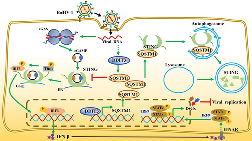 Figure 8. Model depicting the mechanism by which DDIT3-SQSTM1-STING pathway activation promotes BoHV-1 infection. BoHV-1 infection-induced upregulation of DDIT3 expression increases SQSTM1 expression by transcriptional activity. SQSTM1 promotes the autophagic degradation of STING, thereby blocking signal transmission by the cGAS-STING pathway and inhibiting the expression of IFN-I and ISGs.