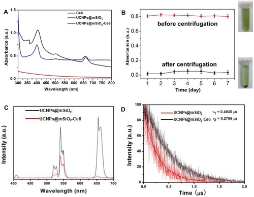 Figure 2 (A) UV−vis absorbance spectra of Ce6, UCNPs@mSiO2 and UCNPs@mSiO2-Ce6. (B) The ultraviolet absorption spectra at 650 nm of the UCNPs@mSiO2-Ce6 (1 mg/mL) before and after centrifugation (2000 rpm, 5 mins) once a day to evaluate the stability of Ce6. (C) Upconversion luminescence spectra of UCNPs@mSiO2 and UCNPs@mSiO2-Ce6 under 808 nm excitation recorded at the same UCNPs concentration. (D) Decay curves of UCNPs@mSiO2 and UCNPs@mSiO2-Ce6 at the wavelength of 650 nm under 808 nm excitation.