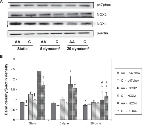 Figure 1 NADPH oxidase protein expression levels by race with laminar shear stress. (A) Representative western blots and β-actin control blot for African American (AA) and Caucasian (C) human umbilical vein endothelial cells; (B) ImageJ densitometric analysis of bands expressed in relation to β-actin.