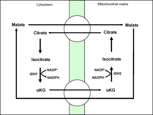 Figure 5 NADPH biogenesis via IDH1.