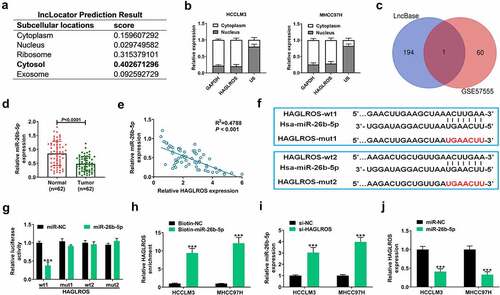 Figure 3. HAGLROS competitively sponges miR-26b-5p to repress its expression. (a) The sequences of HAGLROS were analyzed by online software lncLocator to predict its subcellular localization. (b) Subcellular fractionation assays were applied to detect the distribution of HAGLROS in nucleus and cytoplasm of HCC cells. (c) Venn analysis of the candidate targets of HAGLROS by DIANA-LncBase and down-regulated miRNAs in HCC from GSE57555. (d) qRT-PCR assays of miR-26b-5p expression in tumor specimens and adjacent normal samples from our cohort of HCC patients. (e) Expression correlation analysis of miR-26b-5p and HAGLROS in 62 HCC tissues. (f) The predicted two binding sites of HAGLROS on miR-26b-5p. (g) After transfection with miR-NC or miR-26b-5p and constructed reporters (HAGLROS-wt1/mut1/wt2/mut2), dual-luciferase reporter assays were performed in MHCC97H cells. (h) The binding between miR-26b-5p and HAGLROS were further validated in HCC cells using RNA pull-down assays. (i) Effects of HAGLROS depletion on miR-26b-5p expression in HCCLM3 and MHCC97H cells. (j) Effects of miR-26b-5p up-regulation on HAGLROS expression in HCCLM3 and MHCC97H cells. ***P < 0.001.