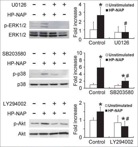 Figure 10. Inhibition of HP-NAP-induced activation of ERK1/2, p38 MAPK, and Akt in HMC-1 cells by the treatment with U0126, SB203580, and LY294002. Serum-starved HMC-1 cells were not pretreated (control) or pretreated with 5 μM U0126, a MEK1/2 inhibitor, 10 μM SB203580, a p38 MAPK inhibitor, or 10 μM LY294002, a PI3K inhibitor, at 37°C for 1 h and then left unstimulated or stimulated with 1 μM HP-NAP at 37°C for 30 min. Cells were lysed and whole cell lysates were subjected to immunoblotting for phospho-ERK1/2, ERK, phospho-p38, p38, phospho-Akt, and Akt. The quantitative results were expressed in fold increase by defining the amounts of the phosphorylated proteins in cells without any treatment as 1 and represented as the mean ± SD of 3 independent experiments. *P < 0.05 as compared with unstimulated cells in each group; #P < 0.05 as compared with HP-NAP-stimulated control cells.
