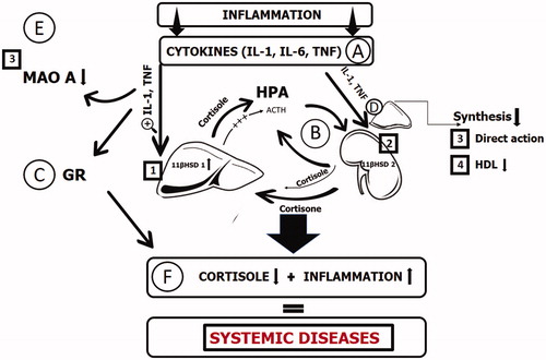 Figure 1. Pathophysiology of the decreased glucocorticoids in inflammatory state. Glucocorticoid level changes are shown in the example of cortisol. The prolonged action of pro-inflammatory cytokines (A) causes an increase in hepatic 11β-HSD-1 activity (1) and tissue-depended changes in 11β-HSD-2 activity (2), with the hepatic production of cortisol higher than adrenal production and augmentation of active glucocorticoid levels, which lead to HPA axis dysregulation and decrease in adrenocorticotropic hormone (ACTH), and, due to the feedback mechanism to the decreased levels of glucocorticoids (state F). Thereby, cortisol production (B) becomes more independent of central brain-derived hormonal regulation. Pro-inflammatory cytokines also cause the decrease in MAO-A activity (3) and lead to blunted glucocorticoid signaling in tissues (C) and, aside from the direct action on adrenal gland morphology and function (3), also causes the glucocorticoid substrate deficiency (4), lowing the HDL levels. Altogether, these lead to the pathological picture with decreased glucocorticoids and the signs of system inflammatory reaction, typical for several diseases (F).
