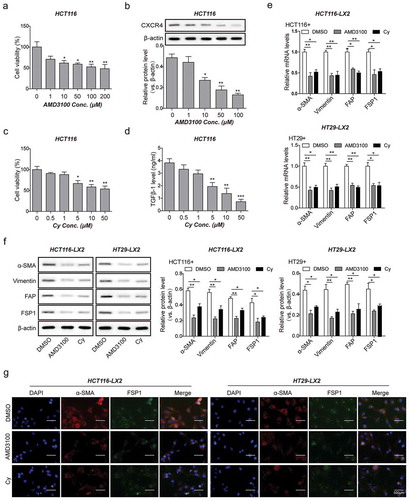 Figure 5. Blockade of CXCR4/TGF-β1 axis in CRC cells inhibits HSCs differentiation into CAFs in vitro. (a) Cell viability of HCT116 cells treated with ADM3100 at increased concentrations (0 to 100 μM) for 24 h by MTT assay. (b) The protein levels of CXCR4 in HCT116 cells treated with ADM3100 as described in A detected by western blot analysis. (c) Cell viability of HCT116 cells treated with cyclophosphamide (Cy) at increased concentrations (0 to 50 μM) for 24 h by MTT assay. (d) The secretion amount of TGF-β1 from HCT116 cells treated with Cy as described in C measured by ELISA. (e) Changes in mRNA and (f) protein levels of α-SMA, vimentin, FSP1, and FAP in LX2 cells co-cultured with DMSO-, ADM3100- or Cy-treated HCT116 and HT29 detected by qPCR and western blot analysis, respectively. (g) Changes of LX2 cells positively expressed α-SMA and FSP1 determined by immunofluorescent staining. The asterisks show difference significant as * p < .05, ** p < .01, *** p < .001 compared with the Blank group (0 μM) or between two groups showed by a horizontal line.