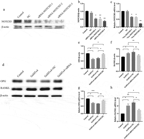 Figure 5. Down-regulation of NOTCH3 inhibits the effect of GsMTx4-blocked Piezo1 on RANKL and OPGA-C. MLO-Y4 cells were transfected with negative controls (NC), siRNA-NOTCH3-1, −2, or −3. a. Western blot analysis of the protein expression level of NOTCH3 in MLO-Y4 cells; b. The ratios of NOTCH3/β-actin in different groups were quantified; c. qRT-PCR analysis of mRNA expression levels of NOTCH3 in MLO-Y4 cells. d-h. MLO-Y4 cells were treated with GsMTx4 (4uM) for 0.5 h, GsMTx4 + NC, and GsMTx4 + siRNA-NOTCH3-3. e-f. The ratios of OPG/β-actin, and RANKL/β-actin in different groups were quantified; g-h. qRT-PCR analysis of mRNA expression levels of OPG, and RANKL in MLO-Y4 cells. Data are shown as “mean ± SD” of at least three independent experiments. *P < 0.05, **P < 0.01, ***P < 0.001.
