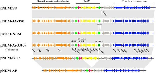 Figure 2 Comparative analysis of pNDM- AeBJ009 with other NDM-1-positive plasmids. The open reading frames are indicated by arrows. The blaNDM-1 gene and ble gene variant are shown in red. The insertion sequences ISAba125 are shown in green. The black vertical line indicates the SNP in genes. Other genes of the backbone are shown in orange, gray, yellow and blue, respectively. Homology regions among different plasmids are denoted by light gray.