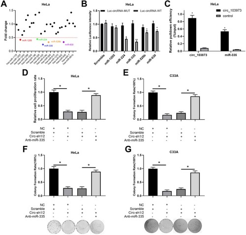 Figure 3 Circ_103973 targeted miR-335, which reversed the inhibitory effects of circ_103973 knockdown on CC cell proliferation. (A) Relative expression levels of multiple circ_103973 targeted miRNAs were measured in circ_103973-overexpressed HeLa cells. (B) Interaction between circ_103973 and miR-1205, miR-224, miR-335, miR-526b or miR-630 in HeLa cells was verified by dual-luciferase reporter assay. (C) RNA pull-down assay was performed in HeLa cells to further confirm the interaction between circ_103973 and miR-335. (D and E) Cell viability was measured by MTT assay in HeLa and C33A cells treated with NC+scramble, NC+circ_103973 shRNAs, scramble+circ_103973 shRNAs, or circ_103973 shRNAs+anti-miR-335. (F and G) Colony formation assay was carried out to detect the cell proliferation of HeLa and C33A cells treated with NC+scramble, NC+circ_103973 shRNAs, scramble+circ_103973 shRNAs, or circ_103973 shRNAs+anti-miR-335. *P < 0.05, **P < 0.01.