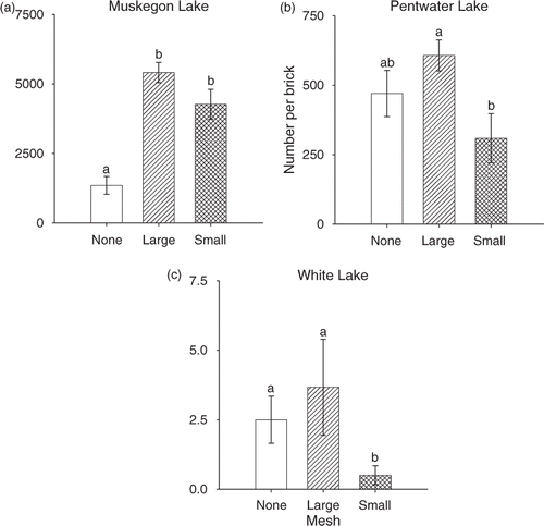 Figure 3. Mean density (±1 SE) of Dreissena in (a) Muskegon, (b) Pentwater, and (c) White lakes. All predators had access to Dreissena in no-mesh (none) controls, whereas all predators were excluded from the 6-mm (small) exclosures. Only large predators were excluded from 24-mm (large) exclosures (i.e., round goby had access to Dreissena). Means with different letters indicate significant differences (p < 0.05). Bricks in Kalamazoo Lake (not shown) were not colonized by Dreissena.