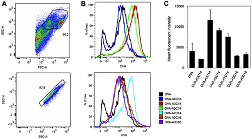 Figure 4 Antigen delivery efficiency of arginine-containing cationic liposomes in BMDCs. Alexa Fluor 555-conjugated OVA (fc: 2.5 μg/mL) was freely dispersed or loaded on cationic liposomes (fc: 25 μM), and incubated with BMDCs for 2 hrs. The extracellular OVA-liposomes were washed off, and the intracellular OVA was measured by flow cytometry. (A) Cells were first gated by FSC-A vs SSC-A, and then gated by SSC-A vs SSC-H. (B) Representative histograms and (C) mean fluorescent intensities of intracellular OVA. Data show the mean + SD of two independent experiments with two replicates, respectively.Abbreviations: BMDCs, bone marrow-derived dendritic cells; OVA, ovalbumin; FSC, forward scatter; SSC, side scatter; A, area; H, height.