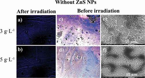 Figure 8. Optical microscope (in CS2) images for the photoactive PS-b-PMMA-SP functionalized without ZnS NPs after irradiation under fluorescence (a, b) at 3 g·L−1 and 5 g·L−1, and before irradiation (c, d) and SEM (in THF) images (e, f)