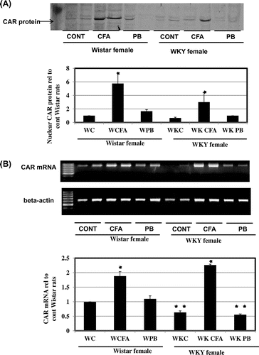 Fig. 4. Effect of CFA treatment on CAR protein nuclear translocation and CAR mRNA expression.Notes: Female Wistar or Wistar Kyoto rats were treated with 300 mg/kg CFA for 3 days or 80 mg/kg PB i.p. 24 h prior to sacrifice with CO2. (A) Nuclear translocation of CAR protein in response to CFA or PB treatment in female Wistar and Wistar Kyoto rats. Nuclear protein extracts were prepared from liver samples as described in the Materials and Methods. Nuclear protein (12 μg/lane) was applied to 10% SDS-PAGE, transblotted onto nitrocellulose membranes, and reacted with CAR antibodies as described in the Materials and Methods. Treatment groups are denoted as follows: control (C), clofibric acid (CFA), and PB. Data are presented in columns representing Mean + SD (n = 5). *Significantly higher than control group in Wistar rats p < 0.05. (B) mRNA expression of CAR Semi-quantitative PCR was performed to estimate the expression level of CAR mRNA in both rat strains. Total RNA was isolated and RT-PCR was performed as described in the Materials and Methods. cDNA samples were amplified in PCR tubes using 25 cycles for β-actin mRNA (lower panel), and 30 cycles for CAR mRNA amplification (upper panel). CAR mRNA upper panel was normalized to its corresponding G3PDH mRNA bands lower panel and then calculated relative to the mean values in control group in Wistar rats. Data are presented in columns representing Mean + SD (n = 5). *Significantly higher than Wistar rats p < 0.05. **Significantly lower than control group in Wistar rats p < 0.05.