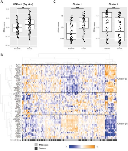 Figure 2 Transcriptomic profiling of MEK activation. (A) MEK activity in sputum from moderate and severe COPD (GSE22148) assessed as a GSVA-score using the MEK activity gene signature from Dry et al (2010).Citation17 **p<0.01 (Kruskal–Wallis test). (B) Hierarchical clustering of genes in the MEK activity gene set from Dry et al (2010)Citation17 in COPD sputum samples (GSE22148). Expression of each gene was scaled across the samples with expression going from low (blue) to high (orange). Samples are color-coded at the bottom to indicate disease severity, moderate COPD in grey and severe COPD in black. Two sub-clusters are highlighted with black boxes and denoted (i) and (ii), respectively. (C) GSVA-scores for sub-cluster (i) and (ii) gene sets from the hierarchical clustering in (B) compared across disease severity (moderate, severe) in the sputum transcriptomics dataset GSE22148. ***p<0.001 (Kruskal–Wallis test).