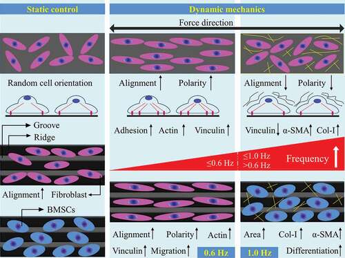 Figure 7. A schematic diagram of the effect of fluid shear stress on the behavior of fibroblasts and BMSCs on plane and groove substrates