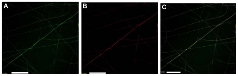 Figure 4 Confocal images of PLLA/PLLA-PEG-NH2 nanofibers functionalized with both FITC-BSA and rhodamine-BSA. (A) Image showing FITC-BSA, (B) image showing rhodamine-BSA, and (C) merged A and B. Bar: 20 μm.Abbreviations: BSA, bovine serum albumin; FITC, fluorescein isothiocyanate; PEG, poly(ethylene glycol); PLLA, poly(L-lactide).