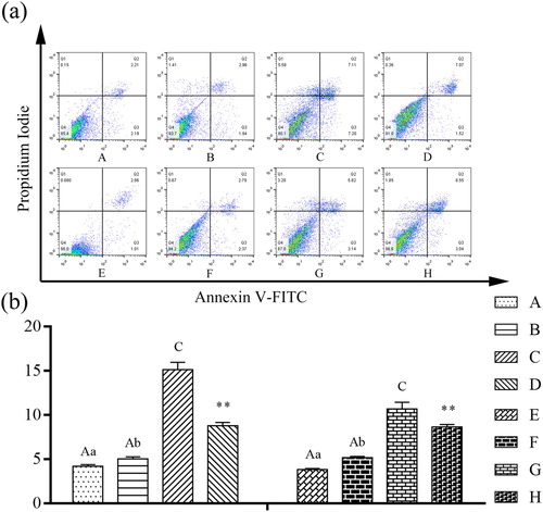 Figure 5. Detection of the proportion of apoptotic cells using AnnexinV-FITC/PI assay. (a) The representative images of AnnexinV-FITC/PI assay. (b) Detection of IPEC-J2 cell apoptosis rate by Flow cytometry analysis after treatment with β-conglycinin or glycinin. The letters at the bottom of figures indicate that: A: control group; B: 5 mg mL−1 β-conglycinin group; C: 10 mg mL−1 β-conglycinin group; D: 10 mg mL−1 β-conglycinin + caspase-3 inhibitor group; E: control group; F: 5 mg mL−1 glycinin group; G: 10 mg mL−1 glycinin group; H: 10 mg mL−1 glycinin + caspase-3 inhibitor group. Different superscripts of lowercase letters indicate p < 0.05, different superscripts of uppercase letters indicate p < 0.01. ** p < 0.01 vs. group C or group G.