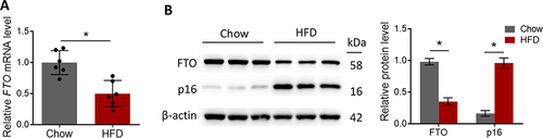 Figure 1 Low-level expression of FTO in progressed atherosclerotic plaque. (A) Statistical results of FTO transcription level in mouse aortic tissues in chow and HFD groups were detected using RT-qPCR; (B) Western blot detected FTO protein level in aortic tissues of mouse in the chow and HFD groups. *p < 0.05.