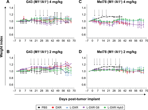 Figure S4 Weight loss of tumor-bearing mice derived from melanoma cell lines following treatment with PBS, free DXR, or DXR-Ls. G43 (M1+/A1+) tumors were treated with 4 (A) and 2 mg/kg (B) DXR-L dose. Mel78 (M1−/A1+) tumors were treated with 4 (C) and 2 mg/kg (D) DXR-L dose. Data are represented as mean weight index values (n=4–7) and SD.Abbreviations: DXR, doxorubicin; DXR-Ls, DXR-loaded liposomes.