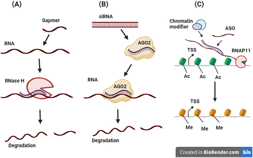 Figure 5. (a) ASO gapmers facilitate the downregulation of RNA levels. These ASOs form a duplex with the target RNA molecule. This duplex is then recognized by an enzyme called RNase H, which cleaves the RNA molecule, leading to its degradation. (b) Another method for downregulating RNA levels is through small interfering RNA (siRNA). When siRNA molecules are introduced, they are incorporated into a complex known as the RNA-induced silencing complex, along with the argonaute-2 protein (AGO2). This complex guides the siRNA to the target RNA, where it induces cleavage and subsequent degradation of the RNA within the RNA interference (RNAi) pathway. (c) ASOs can also be utilized to modulate repressive epigenetic changes. In this case, chromatin modifiers recognize the duplex formed by the ASO and the target RNA. This recognition can lead to alterations in repressive epigenetic marks, such as H3K27me3 histone modification, potentially influencing gene expression. These changes occur in proximity to the transcription start site (TSS) and can include the addition or removal of histone modifications like H3K27ac.