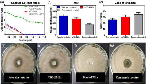 Figure 8. In-vitro microbiology studies: (a) optical density of bacterial growth illustrated against the diluted concentration of investigated samples to determine MIC; blank-EMLs revealed with no antifungal activity, the susceptibility of isolated C. albicans strains to atorvastatin-free dug suspension, ATO-loaded EMLs in addition to commercial control was evaluated through measured (b) MIC values, (c) diameters of inhibition zone, inhibition zones are shown in agar plate for (d) free atorvastatin, (e) ATO-EMLs, (f) blank-EML; showed no zone of inhibition, (g) commercial control.