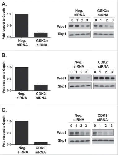 Figure 4. GSK3α or CDK9 knockdown does not affect Wee1 turnover. HeLa cells were transfected with GSK3α (A) CDK2 (B) and CDK9 (C) siRNAs and the extent of degradation determined after a cycloheximide degradation assay. Protein levels of Wee1 and cell cycle markers such as CyclinB1 and p27 were assessed by Western blot and compared to the SKP1 loading control. mRNA knockdown was assessed by RT-PCR. RT-PCR plot represents the average of 3 independent experiments plus the standard deviation of the mean.