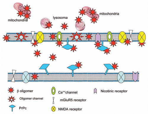 Figure 1 Multiple interactions of Aβ oligomers with different cellular structures.