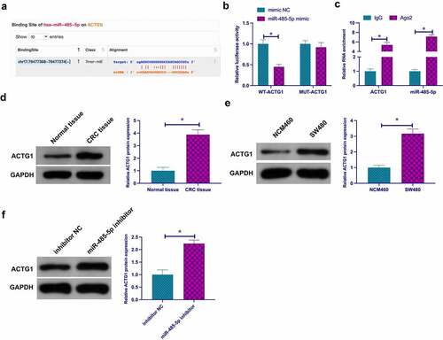 Figure 6. ACTG1 is the target gene of miR-485-5p a. The binding sites of miR-485-5p and ACTG1 predicted via bioinformatics websites; b. Dual luciferase reporting assay to check the targeting between ACTG1 and miR-485-5p; c. RIP assay to check the targeting between ACTG1 and miR-485-5p; D and E. ACTG1 in CRC tissues and cells detected via Western blot; f. Western blot to detect the impact of reduced miR-485-5p on ACTG1 in SW480 cells; Expression of the data was as mean ± SD (n = 3); *P < 0.05.