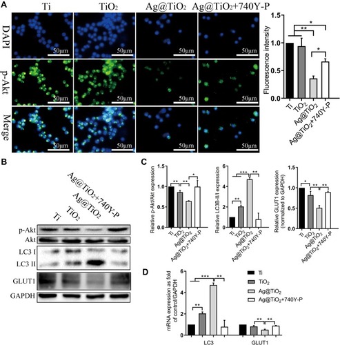 Figure 6 The influences of different surfaces on PI3K/Akt pathway. (A) p-Akt immunofluorescence staining and analysis. (B, C) Western blot analysis of p-Akt, Akt, LC3, GLUT 1 and GAPDH, and (D) gene expression analysis of LC3 and GLUT 1 for RAW264.7 macrophages cultured on Ti, TiO2-NTs, Ag@TiO2-NTs, and Ag@TiO2-NTs+740Y-P. The error bars indicate means ± standard deviations: *p<0.05, **p<0.01 and ***p<0.001.