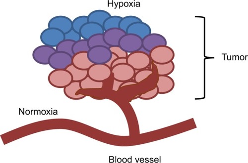 Figure 1 Hypoxic tumor regions lie further from feeding vessels.