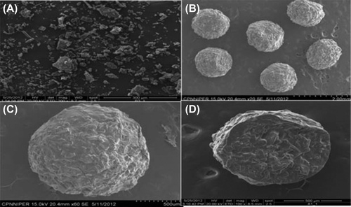 Figure 2. SEM photomicrographs of (A) drug-resin complex, (B) population of microbeads, (C) Single microbead, and (D) cross-sectional view of a microbead.