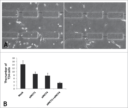 Figure 7. Invasion assay of T24 cells co-cultured with CAFs which were induced and non-induced by siRNAs.