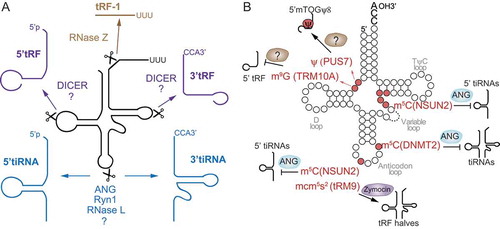 Figure 1. Biogenesis and diversity of transfer RNA-derived fragments (tRFs). A) Different types of tRFs are produced from pre-tRNAs or mature tRNAs. RNase Z removes the 3ʹ trailer of pre-tRNAs and produces tRF-1 (brown). Several tRFs are produced by endonucleolytic cleavage of the mature tRNAs. 3ʹtRF (or tRF-3s and 5ʹtRFs (or tRF-5s) (purple) are produced by DICER and other unknown endonucleases (?) cleaving at the D- and T-loop of mature tRNAs. 5ʹ and 3ʹtRNA halves or tiRNAs (light blue) are produced by endonucleolytic cleavage mediated by ANG and RNase L (in vertebrates), Ryn1 (yeast), and other unknown enzymes (?). B) The mature tRNA contains multiple modified nucleosides which regulate its cleavage into tRNA fragments. Modifications that affect tRNA cleavage are indicated in red as well as the modifying enzyme (in brackets) and the enzyme responsible for cleavage (when known) and the tRNA fragment that is produced by the modification (indicated by –>) or inhibited (indicated by –l).