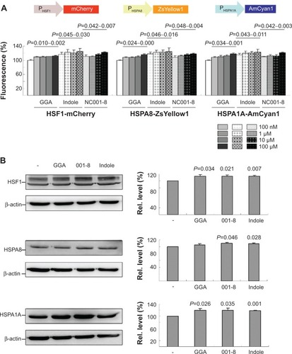 Figure 2 Enhancement of chaperone expression by indole and NC001-8 in HEK-293 cells.