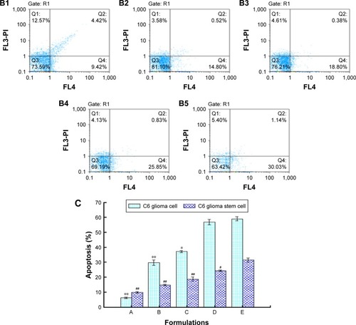 Figure 4 Apoptotic effects against C6 glioma cells and GSCs treated by varying fomulations.Notes: Images (A1–A5) represent the apoptotic population on the basis of the results of the apoptosis assay in C6 glioma cells after they were treated with free curcumin, curcumin and quinacrine, curcumin liposomes, curcumin and quinacrine liposomes, and curcumin and quinacrine liposomes modified with MAN for 24 h. The assay was performed by flow cytometry analysis by staining with Annexin V-APC and 7-AAD. Images (B1–B5) represent the apoptotic population on the basis of the results of the apoptosis assay in GSCs after treatment with free curcumin, curcumin and quinacrine, curcumin liposomes, curcumin and quinacrine liposomes, and curcumin and quinacrine liposomes modified with MAN. (C) The figure was obtained by calculating the percentage of apoptotic population from three independent experiments on C6 glioblastoma cells and GSCs. Data are presented as the mean ± standard deviation. *P<0.05, versus curcumin and quinacrine liposomes modified with MAN in C6 glioma cells; **P<0.01, versus curcumin and quinacrine liposomes modified with MAN in C6 glioma cells; #P<0.05, versus curcumin and quinacrine liposomes modified with MAN in C6 glioma stem cells; ##P<0.01, versus curcumin and quinacrine liposomes modified with MAN in C6 glioma stem cells.Abbreviations: GSCs, glioma stem cells; MAN, p-aminophenyl-α-D-mannopyranoside; Annexin V-APC, Annexin V-allophycocyanin; 7-AAD,7-amino-actinomycin D.
