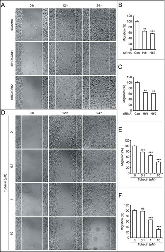 Figure 3. Downregulation of HDAC6 expression or inhibition of its activity impedes SH-SY5Y cell migration. (A) SH-SY5Y cells transfected with control or HDAC6 siRNAs were scratched, and phase-contrast images of the wound were taken 0, 12, and 24 h later. Scale bar, 50 μm. (B and C) Experiments were performed as in (A), and the ability of SH-SY5Y cell migration was reflected by counting the cells that had migrated to the wound area 12 h (B) and 24 h (C) after scratching. The amount of migrated cells was normalized to the control group. n = 10 fields per group. Two-tailed Student's t-test for all graphs. *P < 0.05, **P < 0.01, ***P < 0.001, compared with the control; ns, not significant. Data represent means ± SD (D) SH-SY5Y cells were pretreated with tubacin at the indicated concentrations for 4 h. Wound healing assay was carried out as in (A) except that the complete culture medium added after scratching was supplied with the corresponding concentrations of tubacin as indicated. Scale bar, 50 μm. (E and F) Experiments were performed as in (D), and the ability of SH-SY5Y cell migration was reflected by counting the cells that had migrated to the wound area 12 h (E) and 24 h (F) after scratching. The amount of migrated cells was normalized to the control group. n = 9 fields per group. Two-tailed Student's t-test for all graphs. *P < 0.05, **P < 0.01, ***P < 0.001, compared with the control; ns, not significant. Data represent means ± SD.