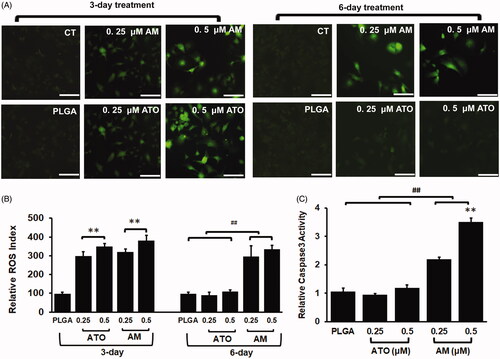 Figure 4. AM but not ATO demonstrated sustained induction reactive oxygen species (ROS) and apoptosis on Huh7 HCC cells. Huh7 cells were treated with 0.25–0.5 μM of AM, ATO, vacant PLGA microsphere (PLGA), or PBS as control (CT) for 3 or 6 days for ROS assay and six days for apoptosis assay. (A). Representative images of ROS levels by using converted dichlorofluorescein (DCF) (green fluorescence) as a surrogated marker. Bar = 50 μm. (B) ROS levels were measured by quantifying DCF fluorescent signals (adjusted by cell numbers and corrected with signals in CT; data: mean ± SD). No induction of ROS in cells treated with PLGA. After three days of incubation, both AM and ATO induced ROS in a dose-dependent manner (0.25–0.5 μM) (**p<.01). At the same concentration of drug, no difference was observed between AM and ATO in term of ROS induction at day 3. After six days of incubation, the induction of ROS in AM group was remained; but the induction of ROS in ATO group was abolished and reduced to the baseline (##p<.01). (C). Apoptosis was evaluated by using caspase-3 activity as a biomarker (data: mean ± SD). At day 6 of incubation, no induction of apoptosis was observed in cells treated with PLGA or ATO (0.25–0.5 μM). Induced apoptotic activity was observed in cells treated with AM (0.25–0.5 μM) (##p<.01). 0.5 μM of AM had higher proapoptotic activity than 0.25 μM of AM (**p<.01).